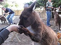 佐藤様／カンガルー島とメルボルン８日間